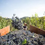 Κατάλυμα σε φάρμα Il Roncal Wine - For Wine Lovers