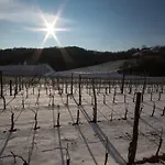 Il Roncal Wine - For Wine Lovers *