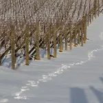 Agroturismo Il Roncal Wine - For Wine Lovers *