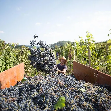 Farm stay Il Roncal Wine - For Wine Lovers