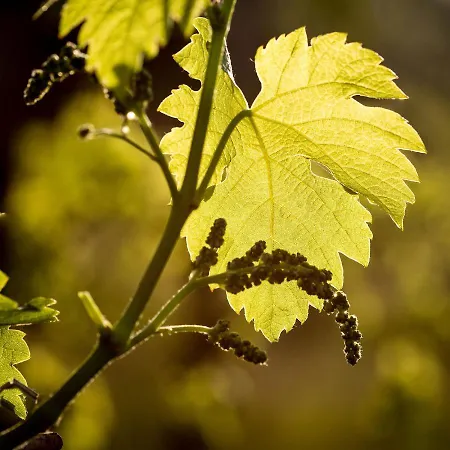 Farm stay Il Roncal Wine - For Wine Lovers Cividale Del Friuli