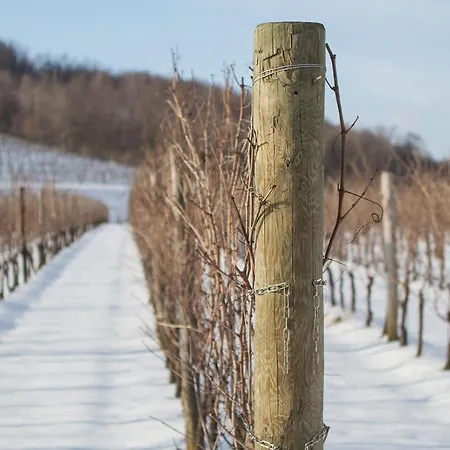 Il Roncal Wine - For Wine Lovers Lantgård