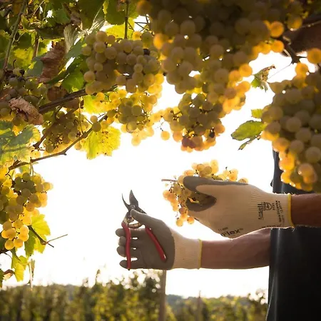 Bauernhof Il Roncal Wine - For Wine Lovers Only Cividale del Friuli