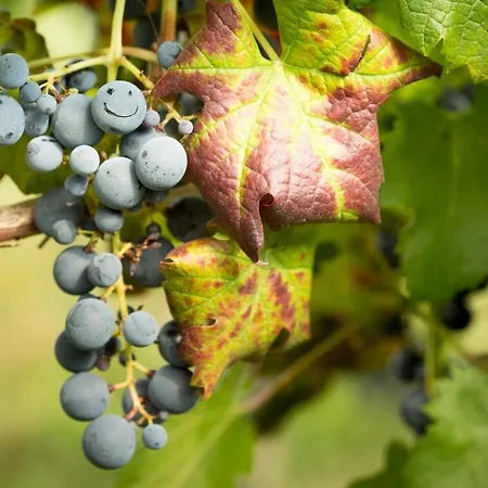 Il Roncal Wine - For Wine Lovers Only *
