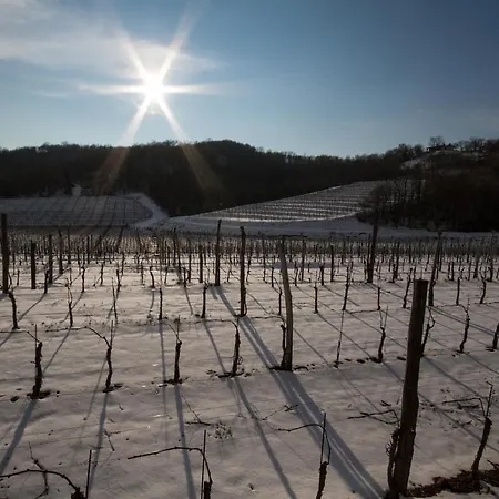 Il Roncal Wine - For Wine Lovers Only *