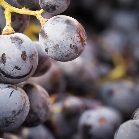 Il Roncal Wine - For Wine Lovers Only * Cividale del Friuli