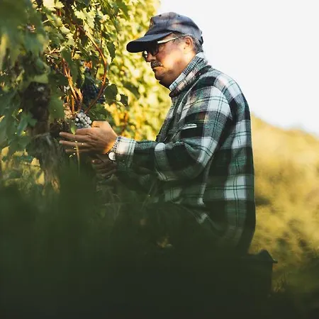 Il Roncal Wine - For Wine Lovers