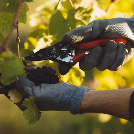 Il Roncal Wine - For Wine Lovers 시비달레델프리울리