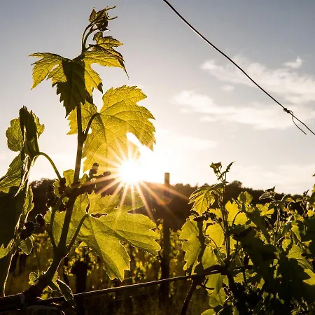 Il Roncal Wine - For Wine Lovers Only * Cividale del Friuli