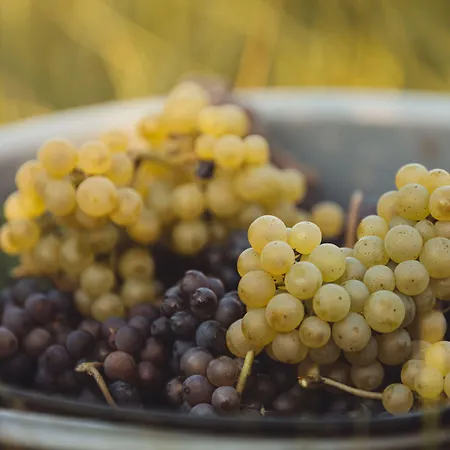 Il Roncal Wine - For Wine Lovers 시비달레델프리울리