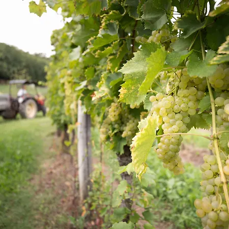 Il Roncal Wine - For Wine Lovers * Cividale del Friuli