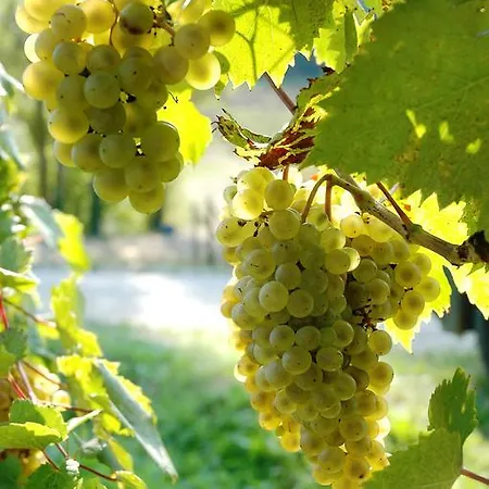 Il Roncal Wine - For Wine Lovers Lantgård *