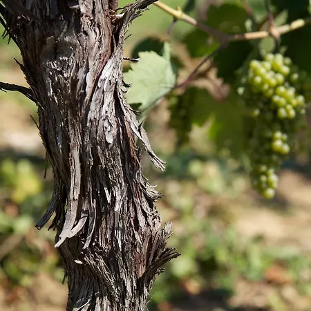 팜스테이 Il Roncal Wine - For Wine Lovers 시비달레델프리울리